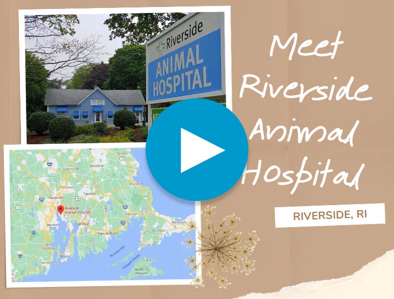 Meet Riverside Animal Hospital