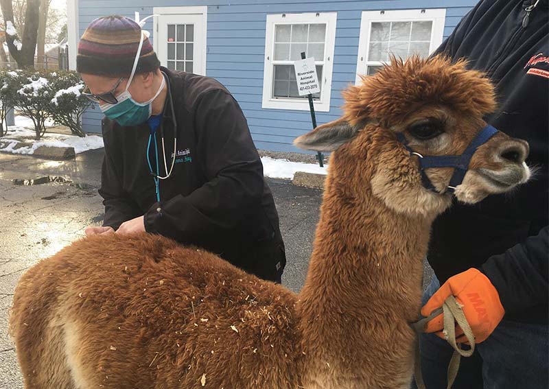 Llama Veterinary Care, Riverside, Large Animal Care