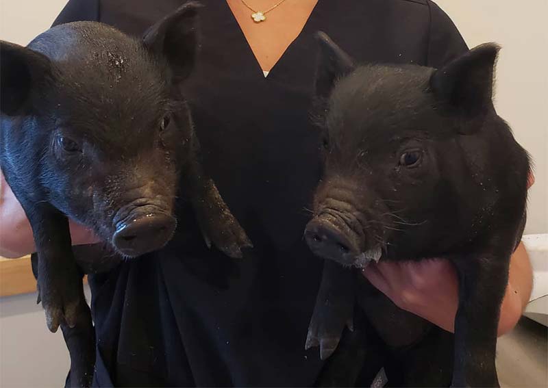 Riverside Animal Hospital Riverside veterinary hospital