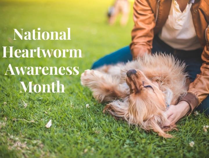 National Heartworm Prevention Month